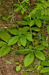 Beaked agrimony